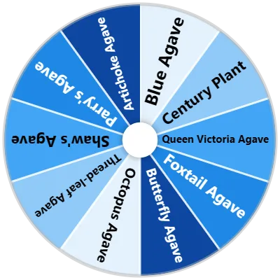Agave Species Spinner