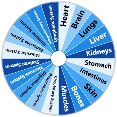 Human Body Organs Spinner