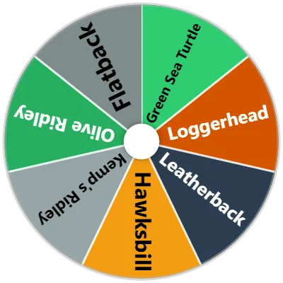 Sea Turtle Species Spinner